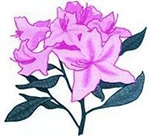 Senior Azalea Invitational